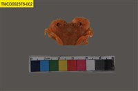 藏品(粗糙酋婦蟹)的圖片